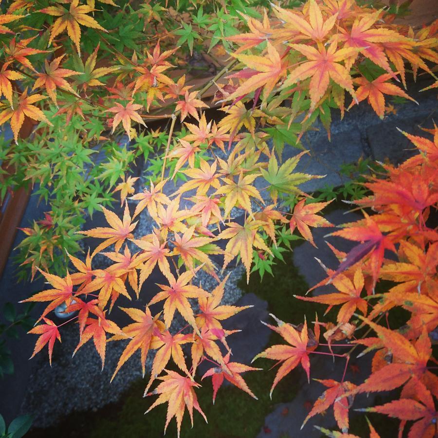 Yunokian Villa Kyoto Dış mekan fotoğraf